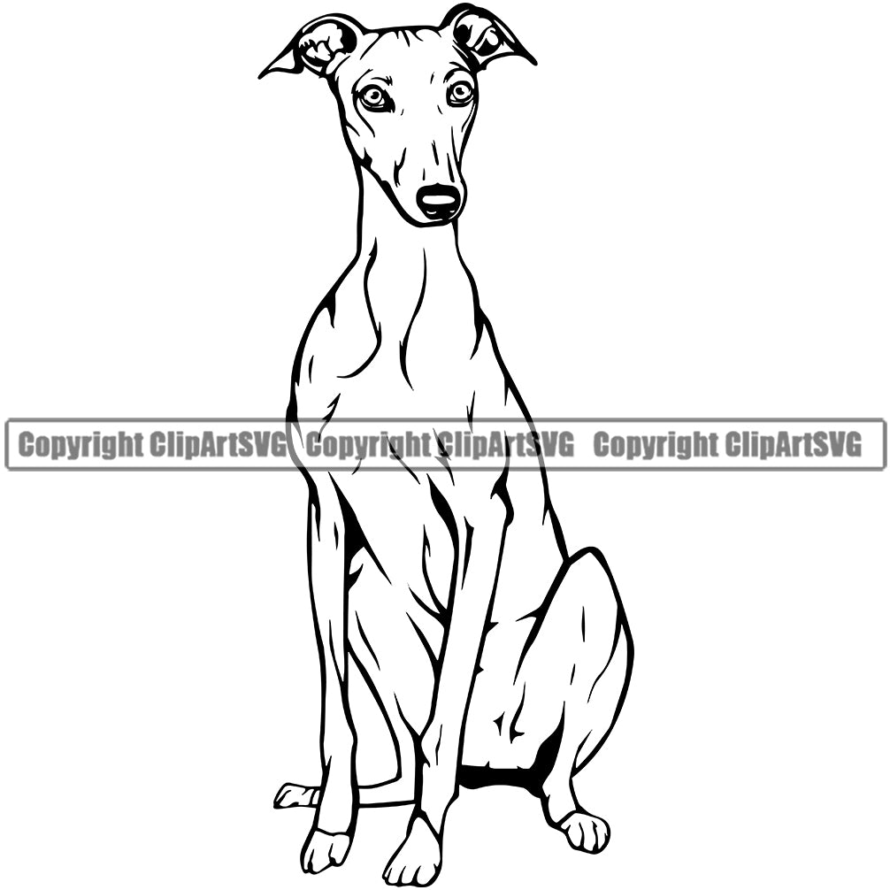 Greyhound dog sitting design puppy pup body purebred pedigree vector k animal portrait doggy face cute clipart svg â clipart svg