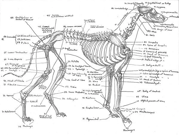 Skeleton of a greyhound for sale as framed prints photos wall art and photo gifts