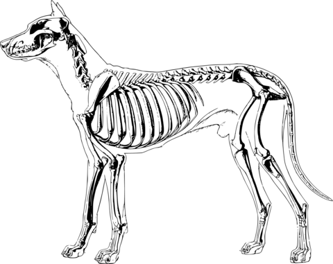 Vintage dog skeleton coloring page free printable coloring pages