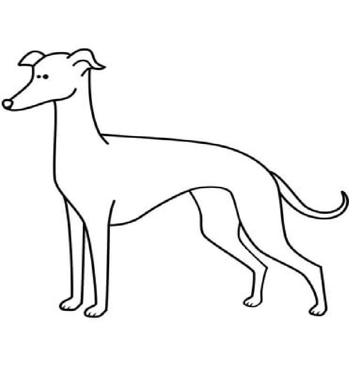 Greyhound coloring pages