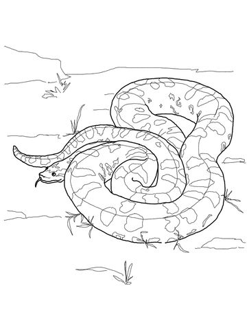Green anaconda coloring page green anaconda animal coloring pages snake coloring pages