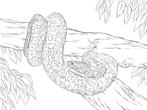 Anaconda coloring pages free coloring pages