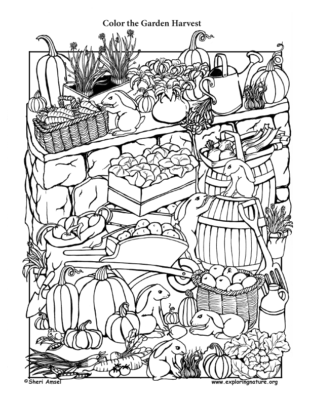 Garden harvest â coloring page
