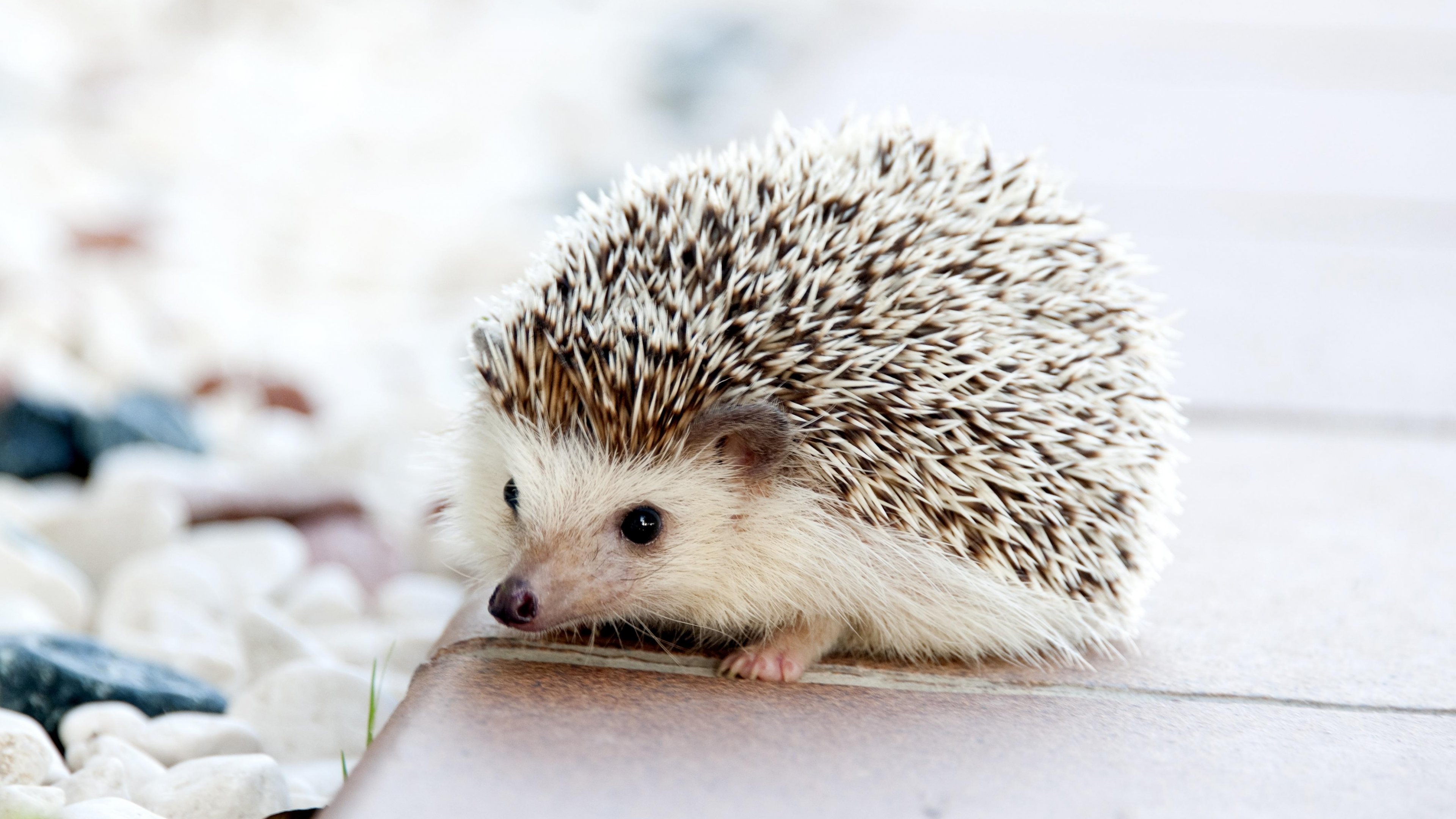 Adorable hedgehog wallpaper