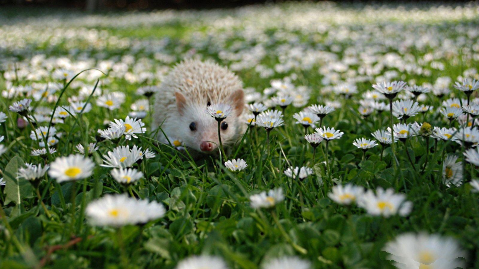 Hedgehogs wallpapers