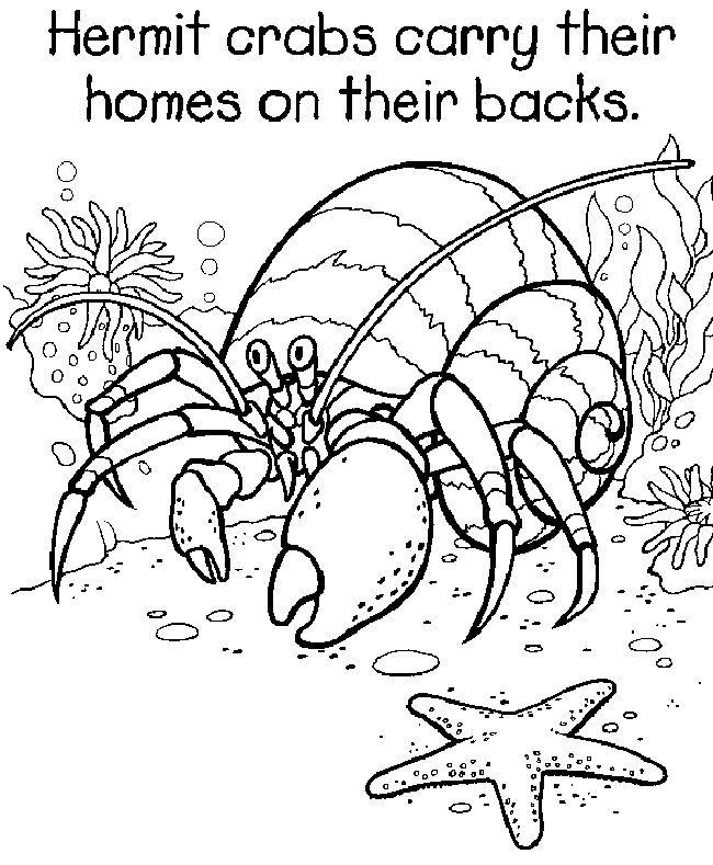 A house for hermit crab coloring page