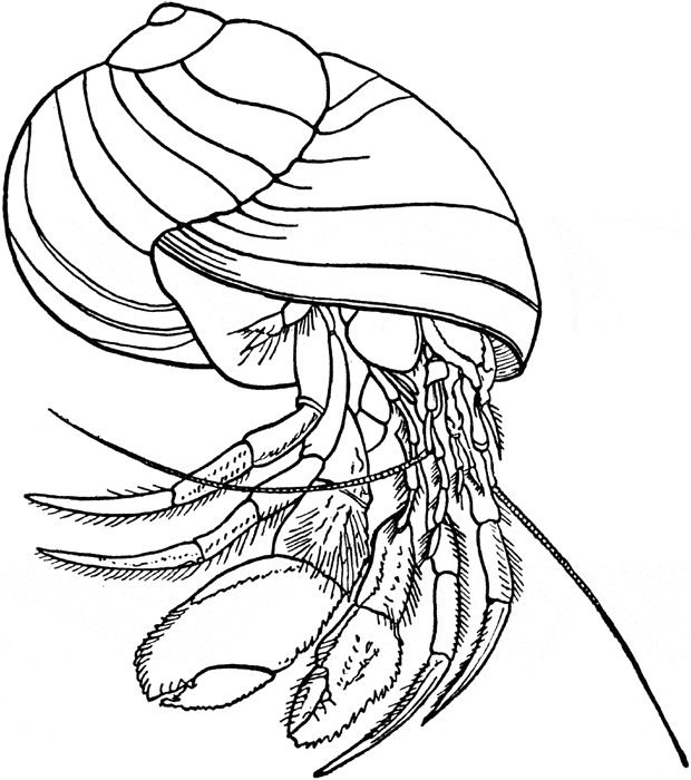 Hermit crab coloring page