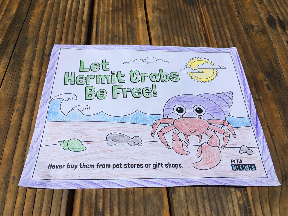 Hermit crab coloring sheets peta kids