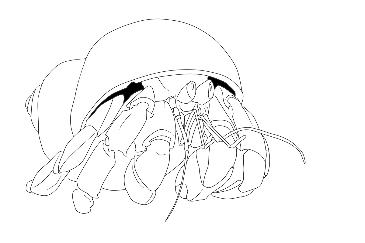 Free printable hermit crab coloring pages for kids