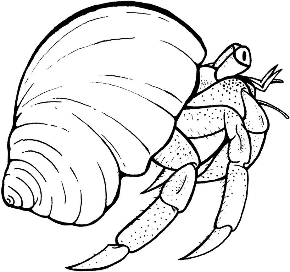 Hermit crab coloring pages crab art animal coloring pages hermit crab