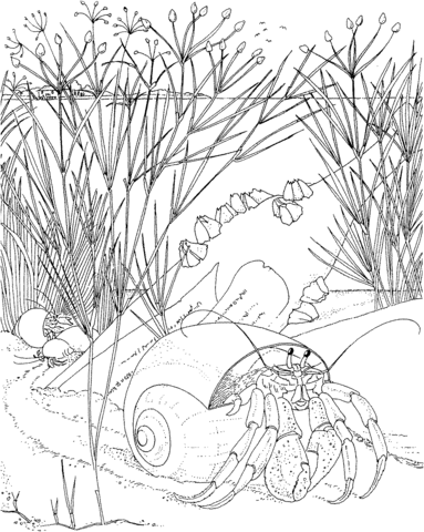 Hermit crab coloring page free printable coloring pages