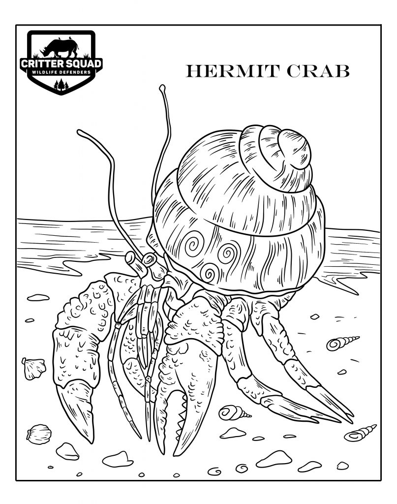 Hermit crab coloring