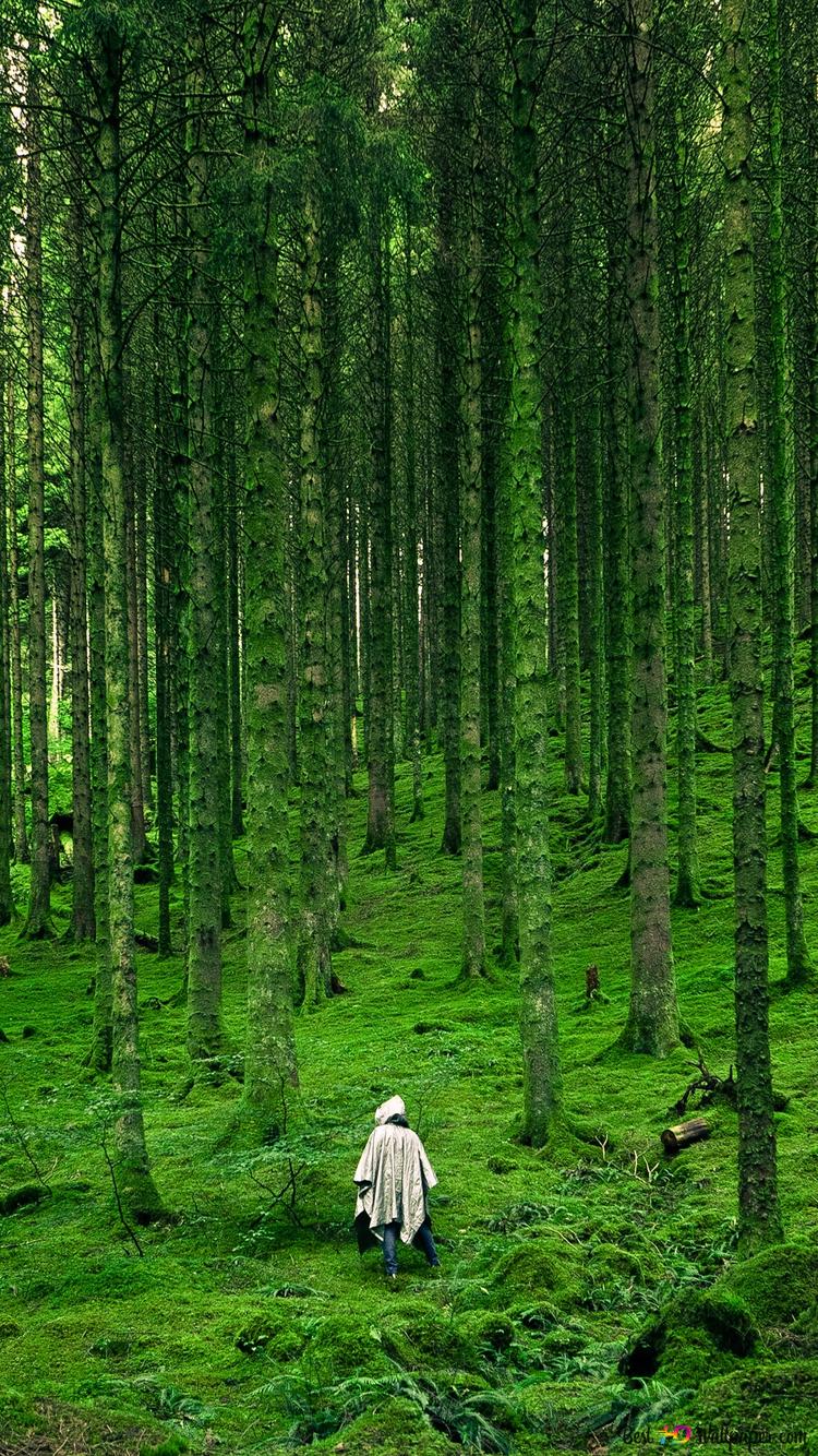 Person walking between green forest trees k wallpaper download