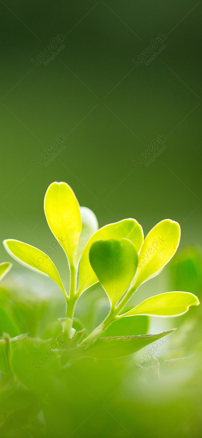 Green wallpaper images hd pictures for free vectors download