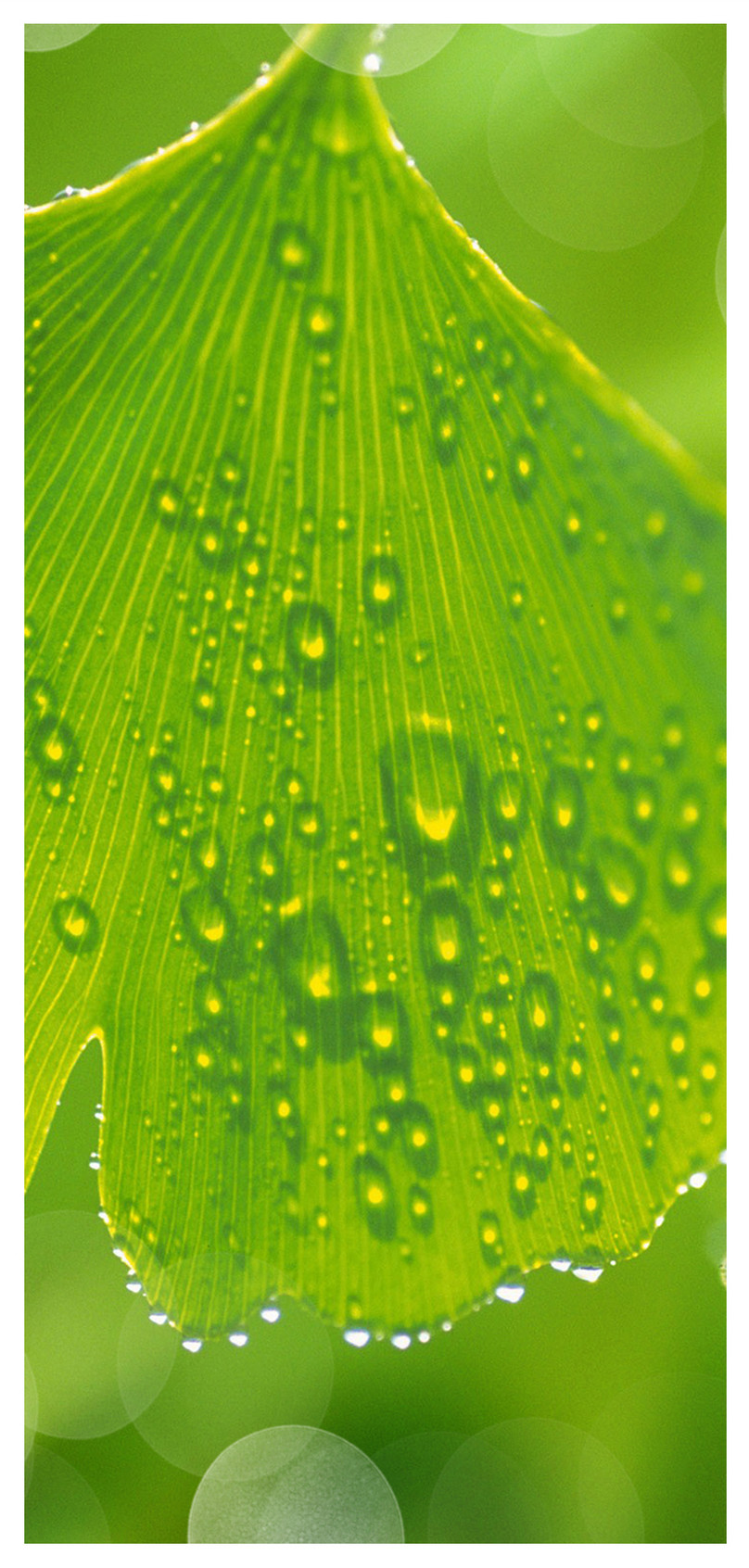 Wallpaper ponsel daun hijau ginkgo