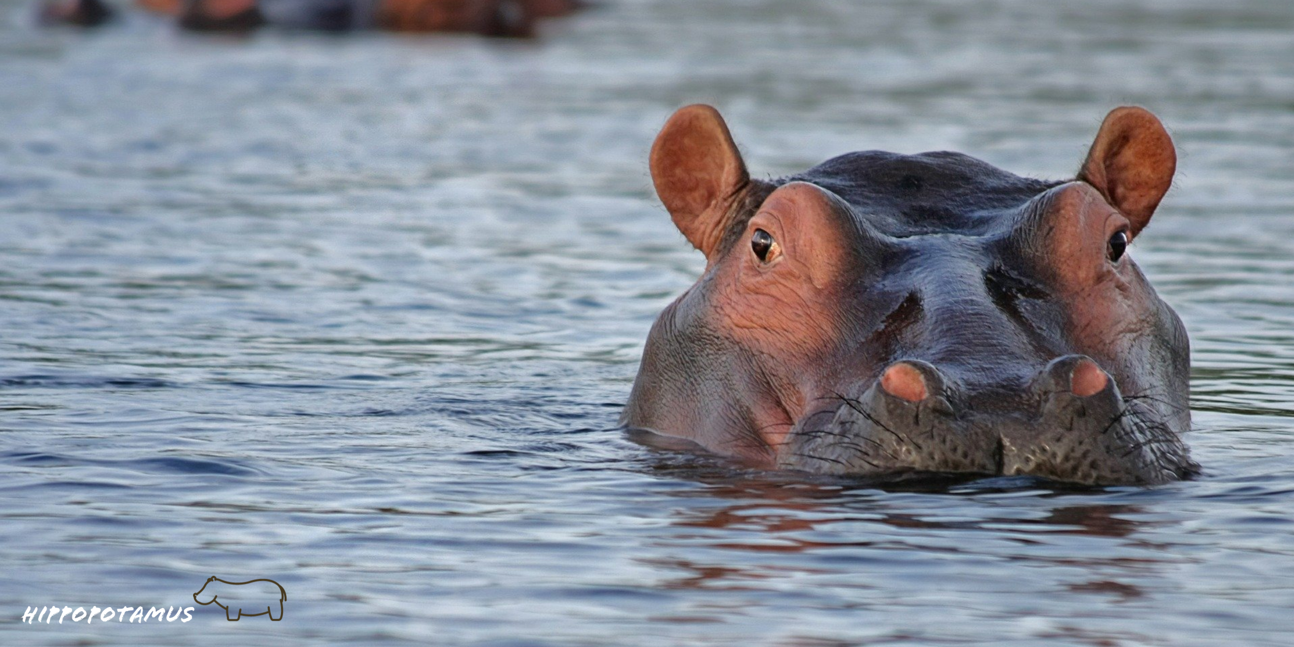 Hippopotamus wild hd wallpaper