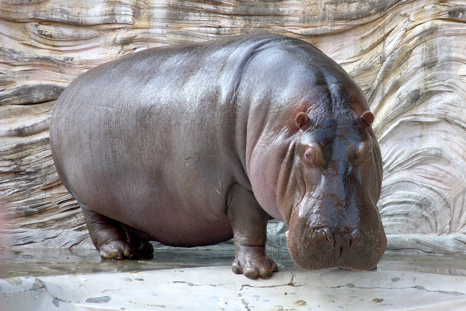 Hippopotamus hippo wallpapers hd desktop and mobile backgrounds