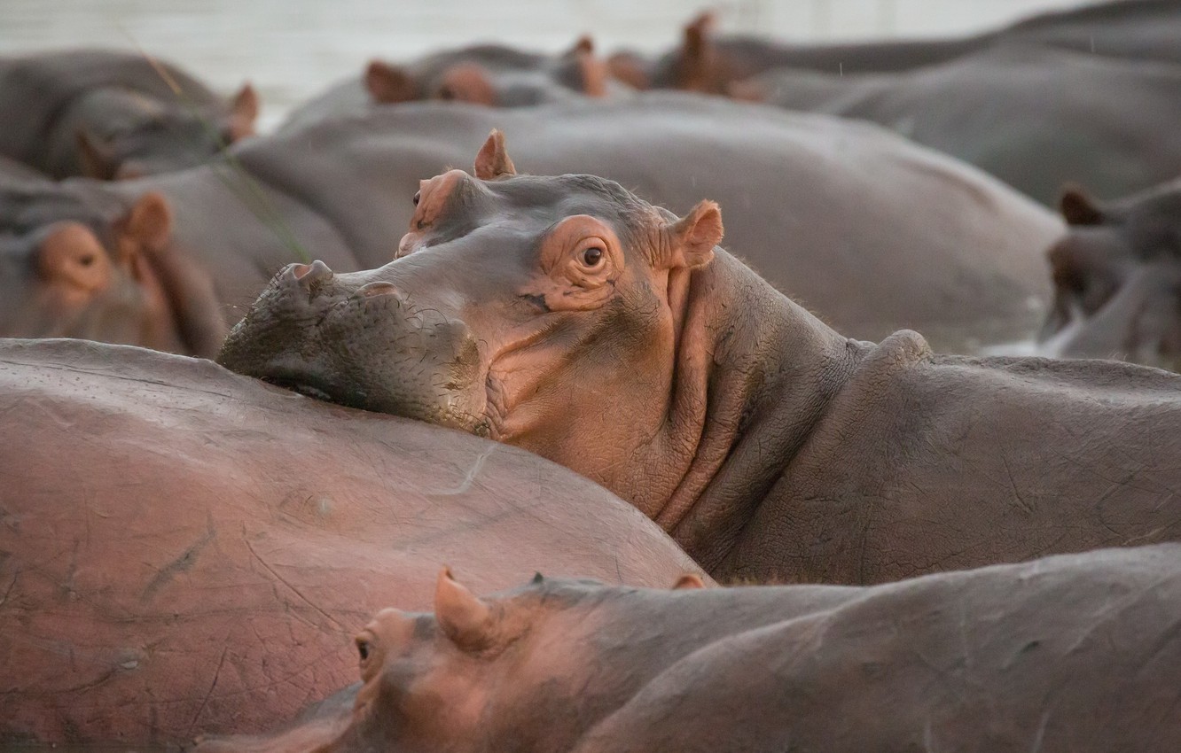 Wallpaper hippo wildlife hippopotamus images for desktop section ððððñðñðµ