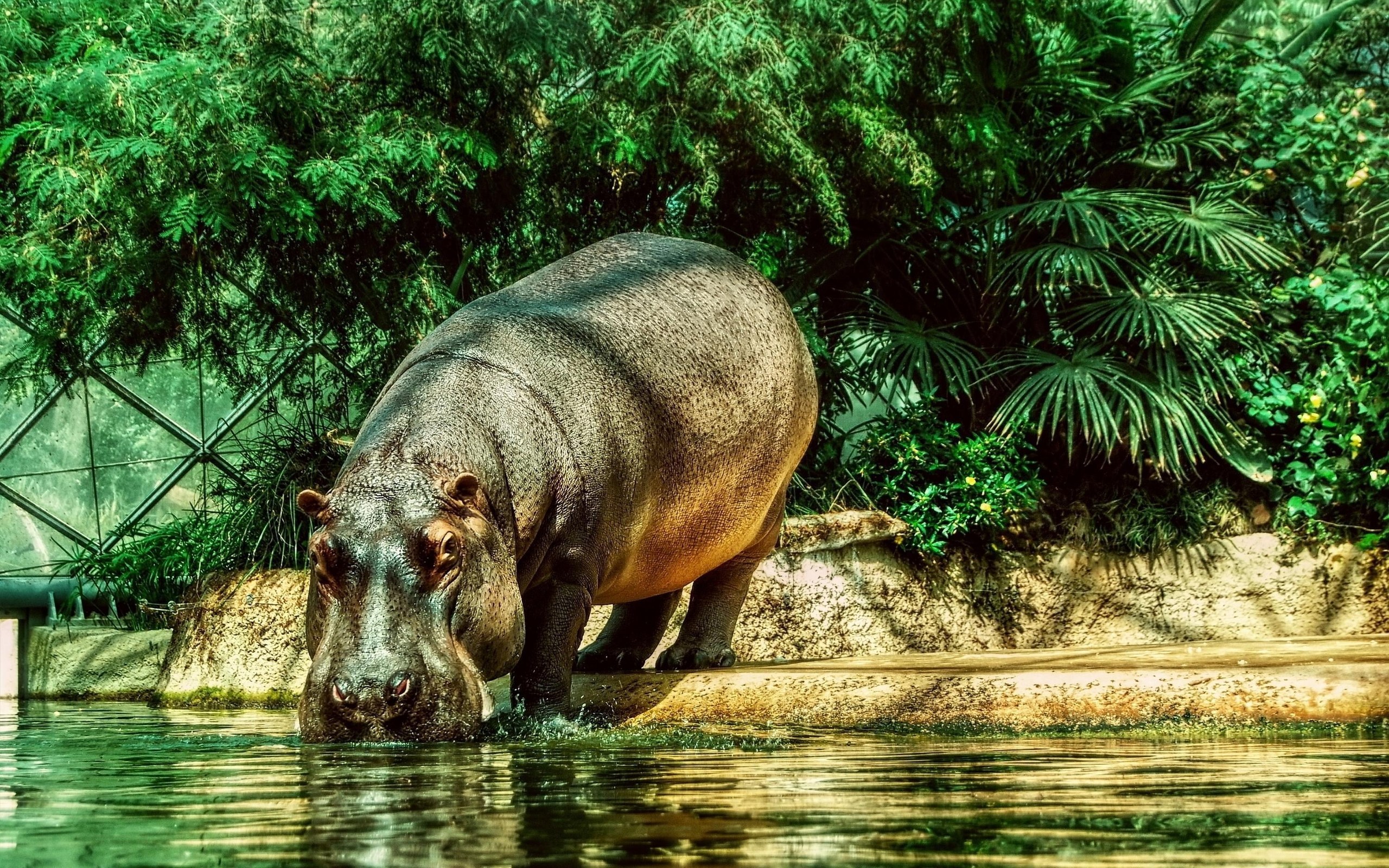 Hippo hd papers and backgrounds