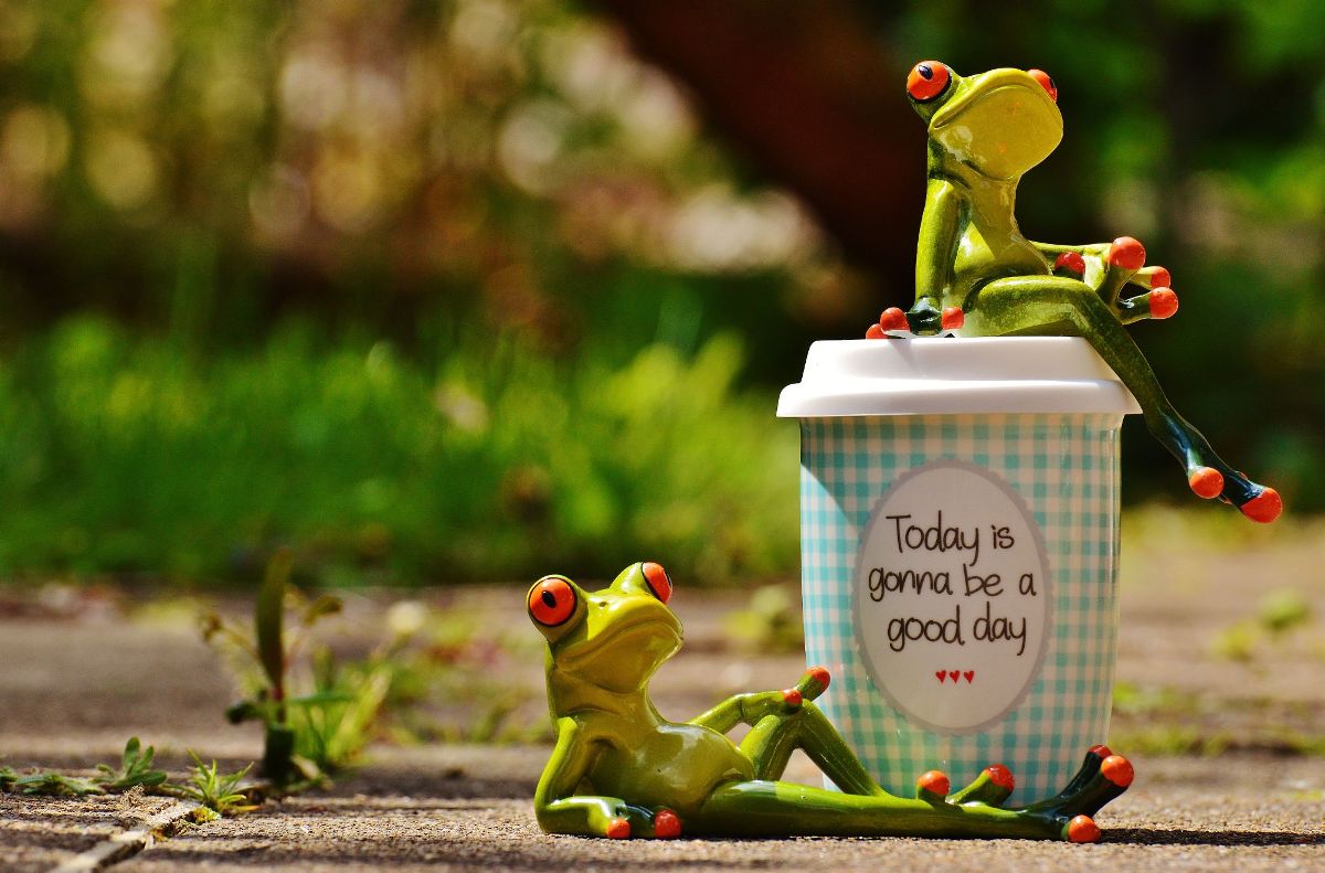 From frog story in wallpaper wizard â hd desktop background with optimistic frogs