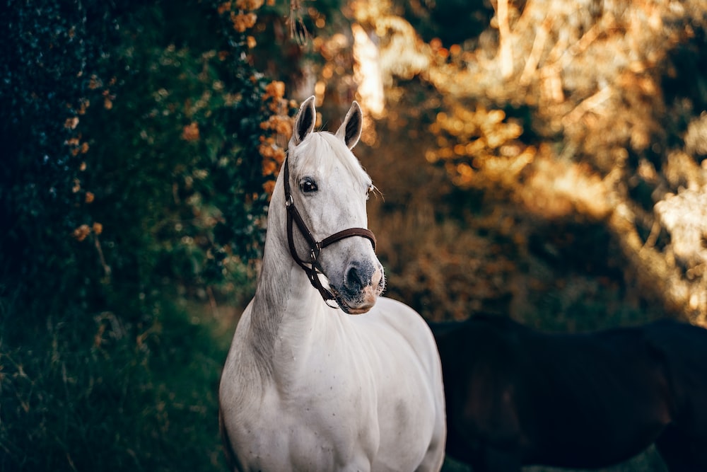 Horse wallpapers free hd download hq