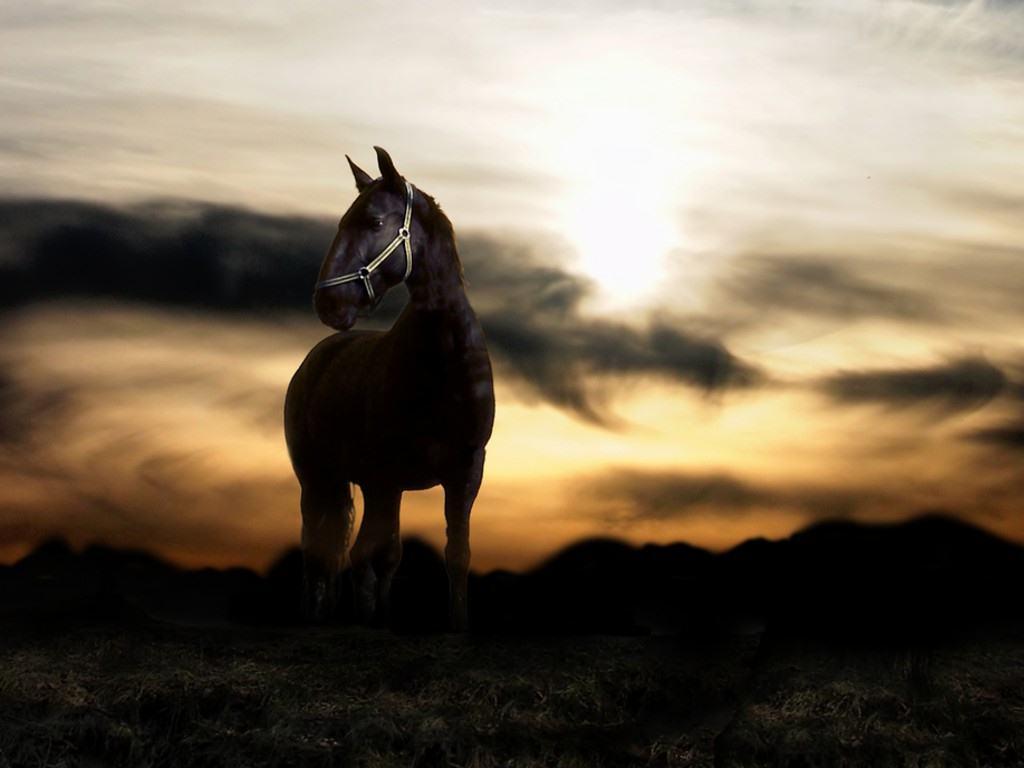 Horse pc wallpapers