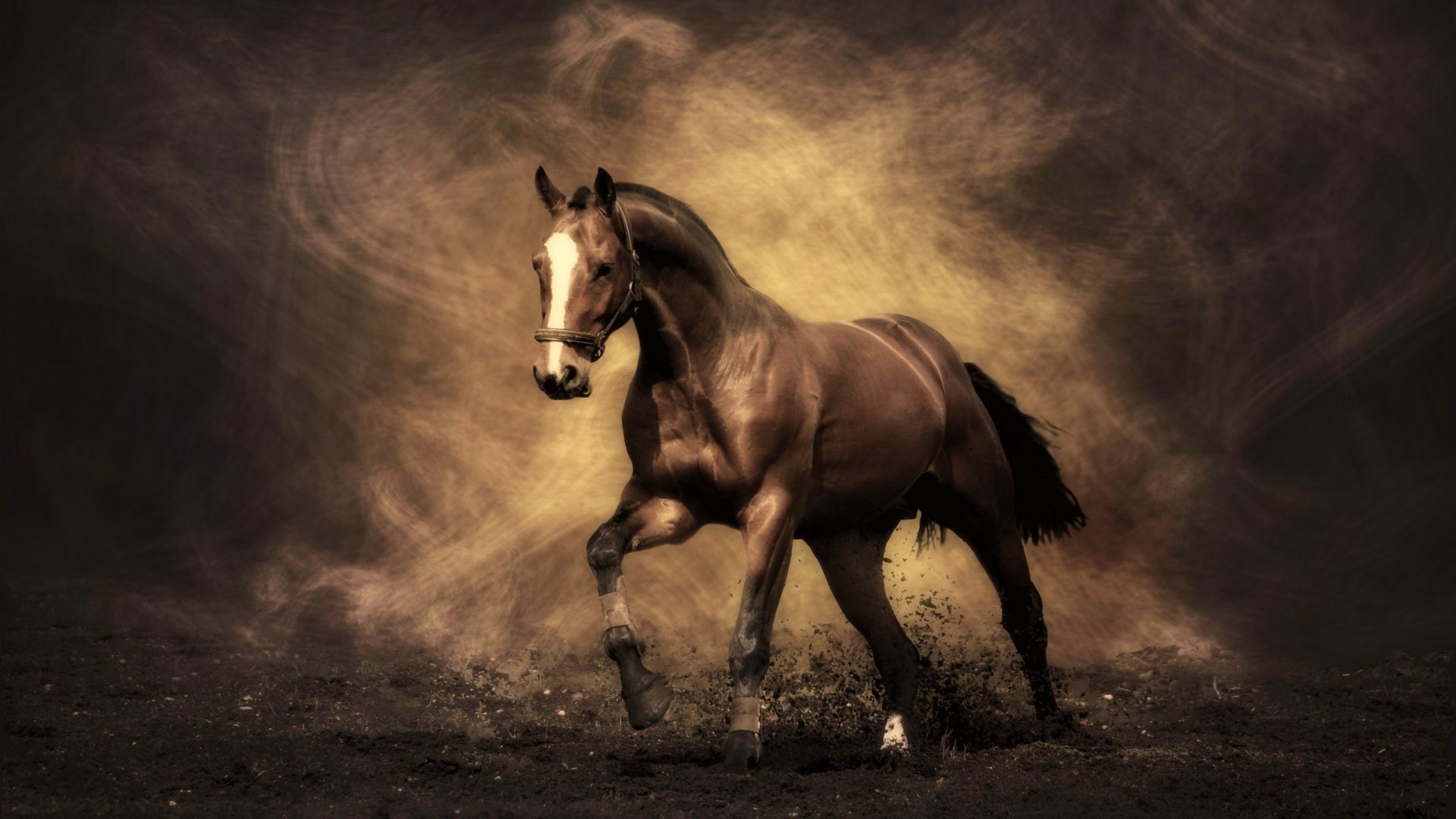 Beautiful horse desktop wallpaper