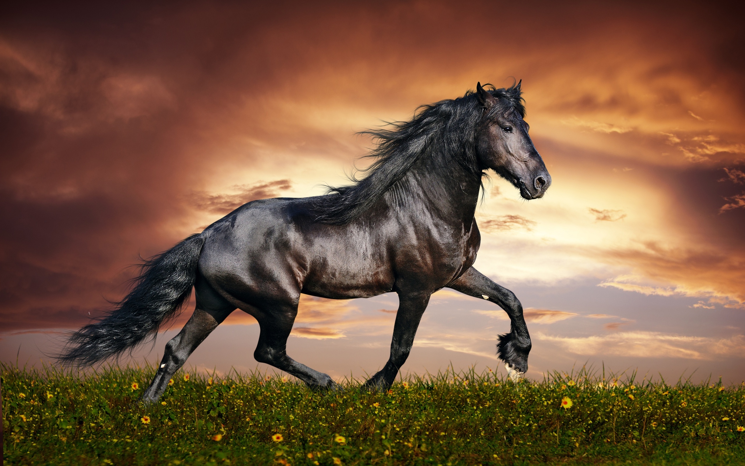 Horse wallpaper free download