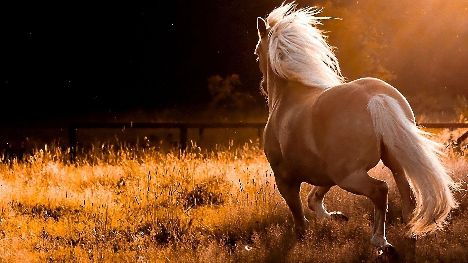 Free horse wallpapers for puter