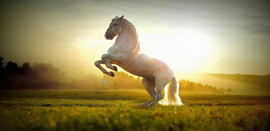 Horse hd wallpapersappstore for android
