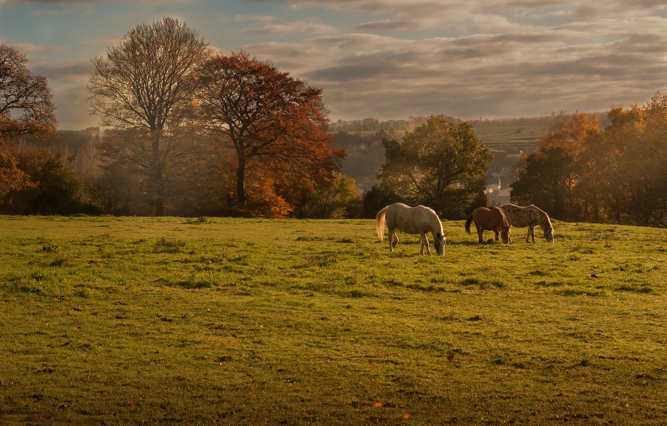 Wallpaper field autumn landscape horses horse images for desktop section ððµðð