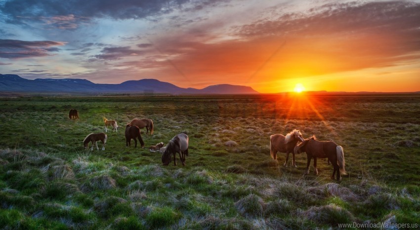 Foals horses iceland landscape sunset wallpaper background best stock photos