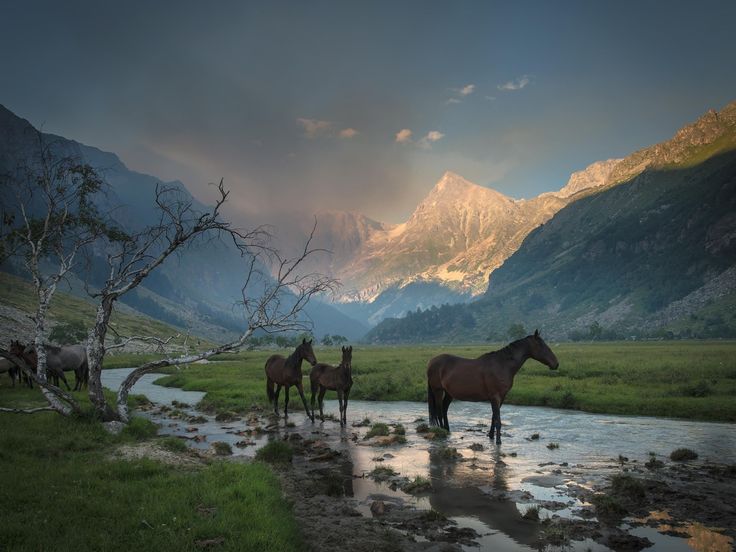 Hd wallpaper mountains canyon mist stream grass horse beautiful landscape pictures horses horse wallpaper