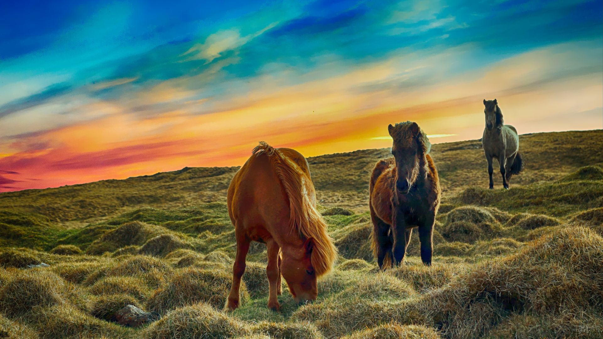 Desktop wallpaper animals horses grazing landscape hd image picture background b