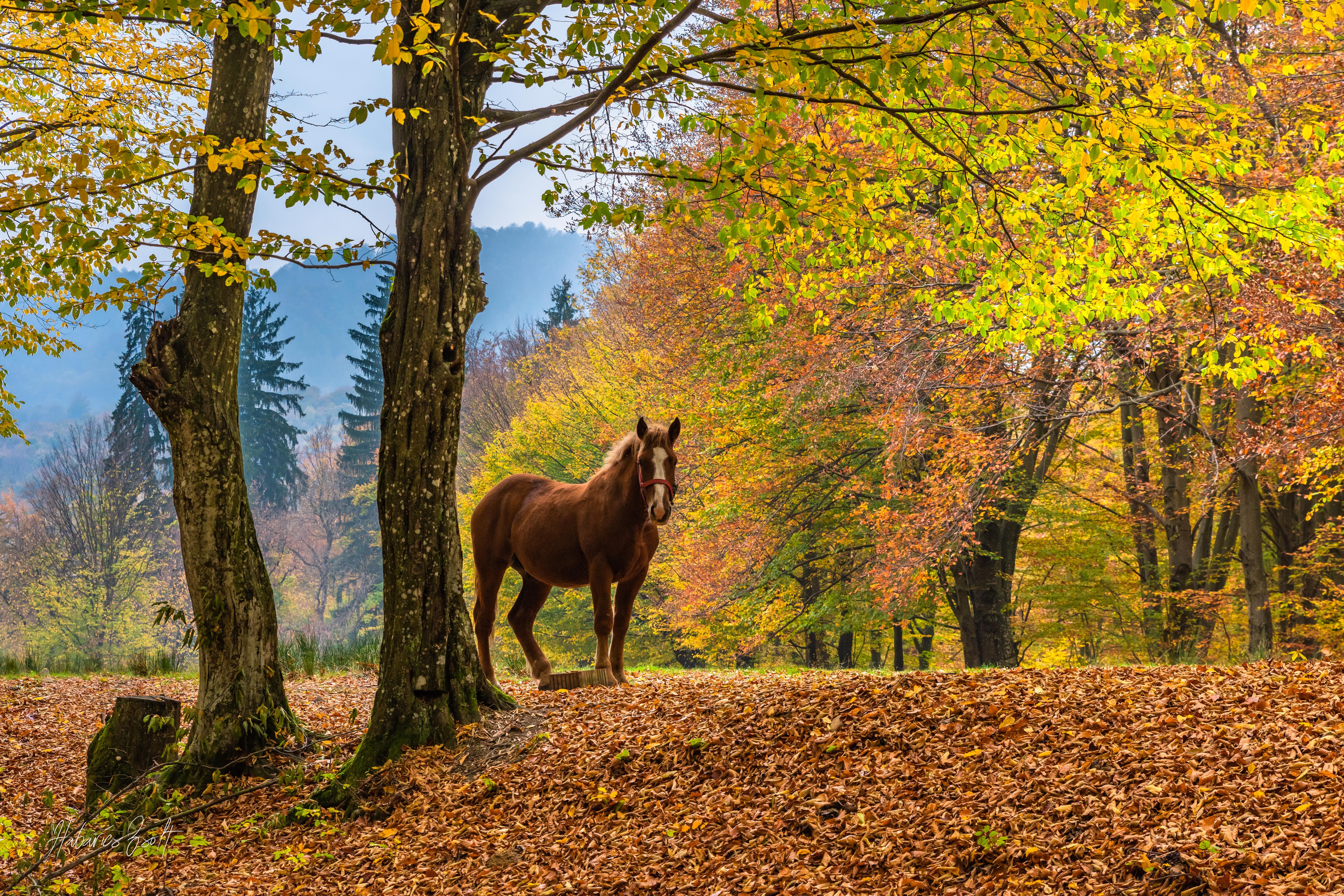 K trees horse leaves fall nature romania landscape