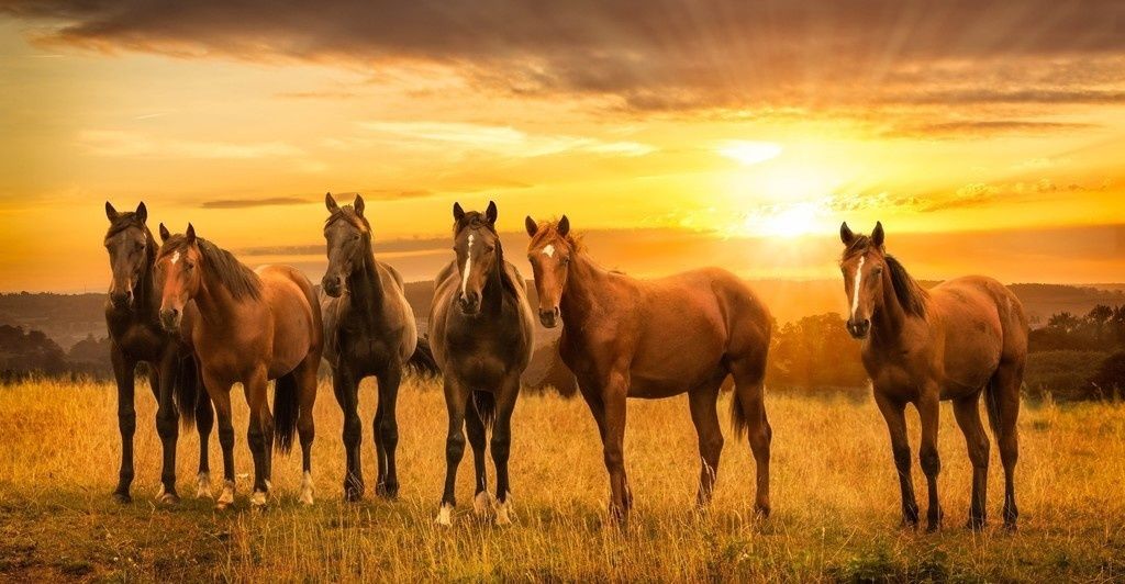 Horses herd sunset landscape k wallpaper fondo pantalla caballo caballo marrãn caballos
