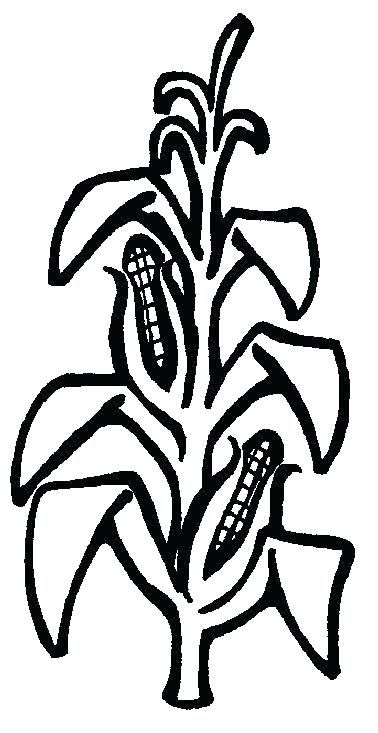 Coloring pages of corn corn stalk clip art coloring pages corn stalks
