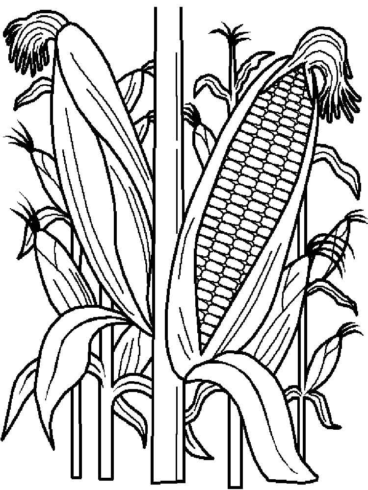 Corn cobs growing on a bush coloring page