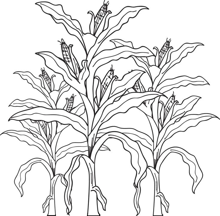 Printable corn stalks fall coloring page for kids fall coloring pages coloring pages coloring pages for kids