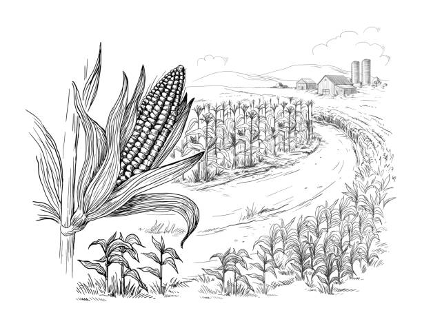 Clip art of how to draw corn stalks stock illustrations royalty