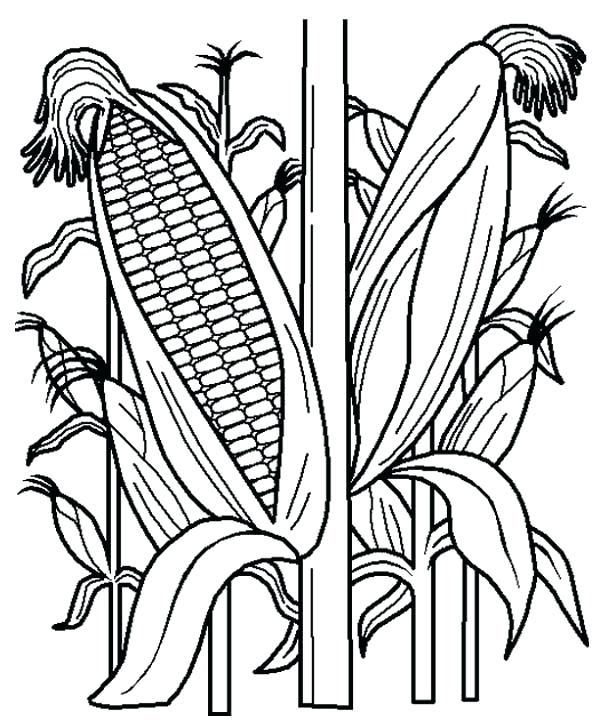 Corn field coloring page corn stalk coloring pages valentine coloring pages pumpkin coloring pages