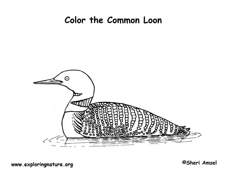 Loon common coloring page