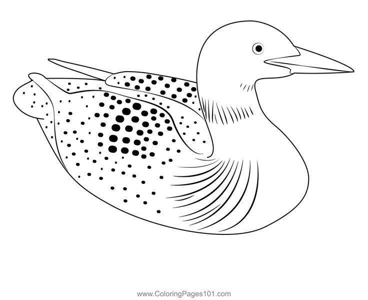 Loon bird coloring page bird coloring pages coloring pages bird