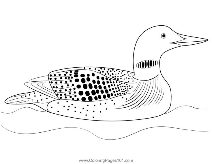 Yellow billed loon coloring page bird drawings coloring pages color