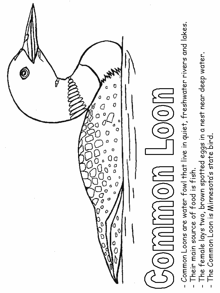 Common loon coloring page