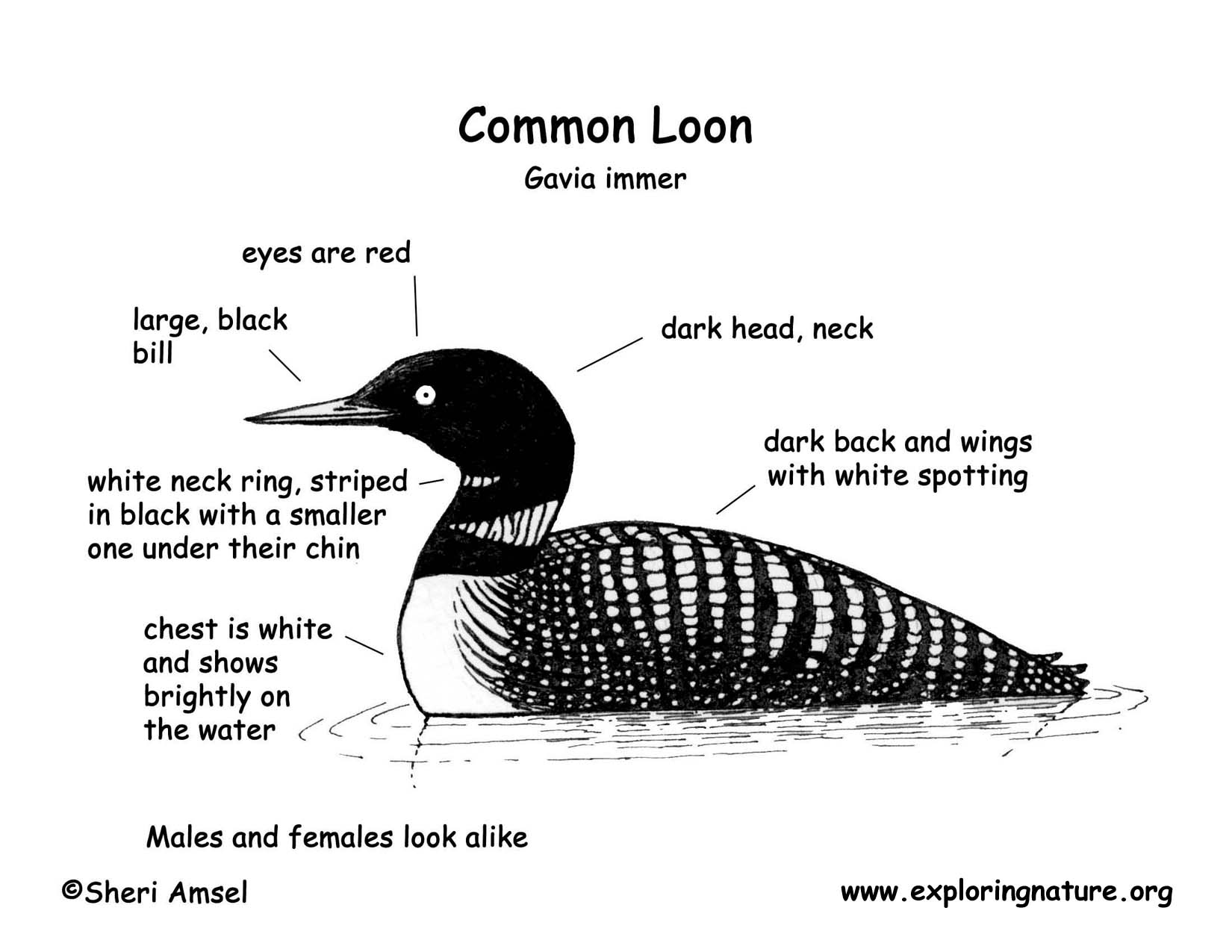 Loon common