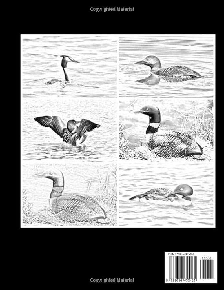 Common loon coloring book for adults relaxation pictures common loon sketch coloring book creativity and mindfulness cowan sonya books