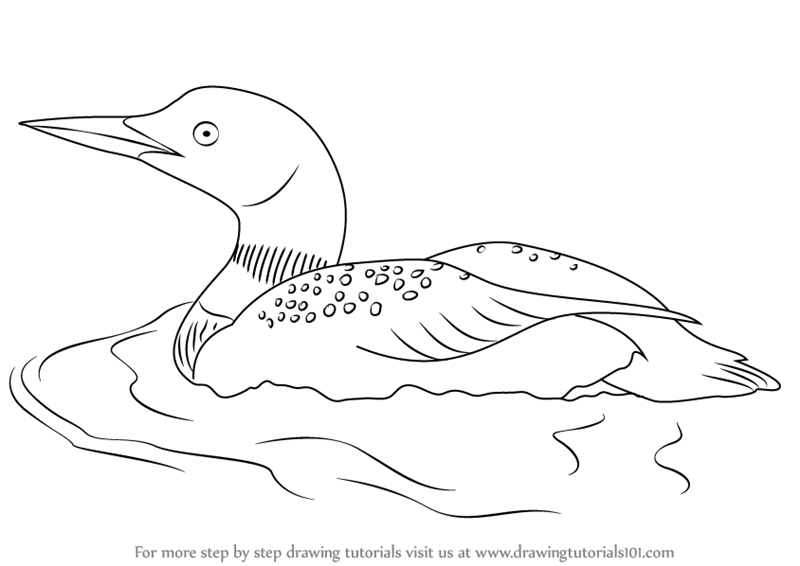 Learn how to draw a mon loon birds step by step drawing tutorials bird drawings mon loon bird art