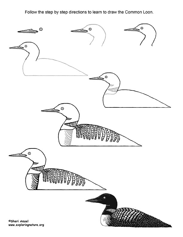 Loon common drawing lesson