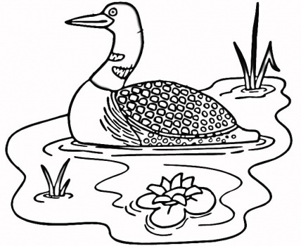 Loon in the lake super coloring pages coloring pages free printable coloring pages